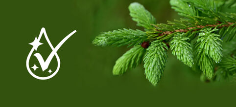 Effet antibactérien de la litière d’épicéa