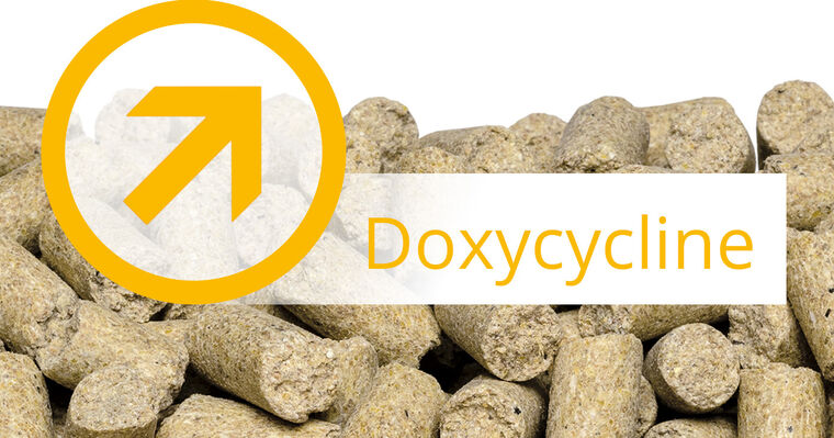 Commander doxycycline