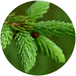 Litière d’épicéa